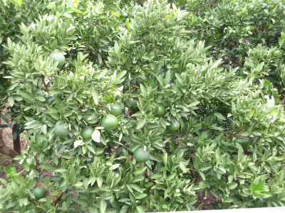 IMGP0685