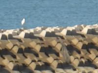 IMGP8910
